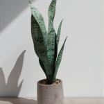 Artificial Snake Plant – Stylish, Evergreen Home & Office Décor