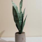 Artificial Snake Plant – Stylish, Evergreen Home & Office Décor
